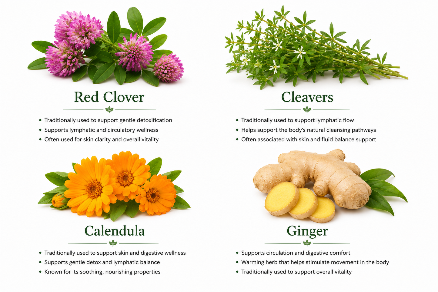 Herbal remedies for the lymphatic system with images and descriptions on a white background