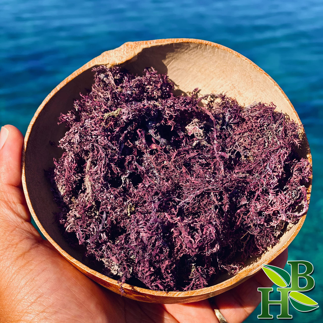 Purple seaweed in a wooden bowl held by a hand with a blue water background